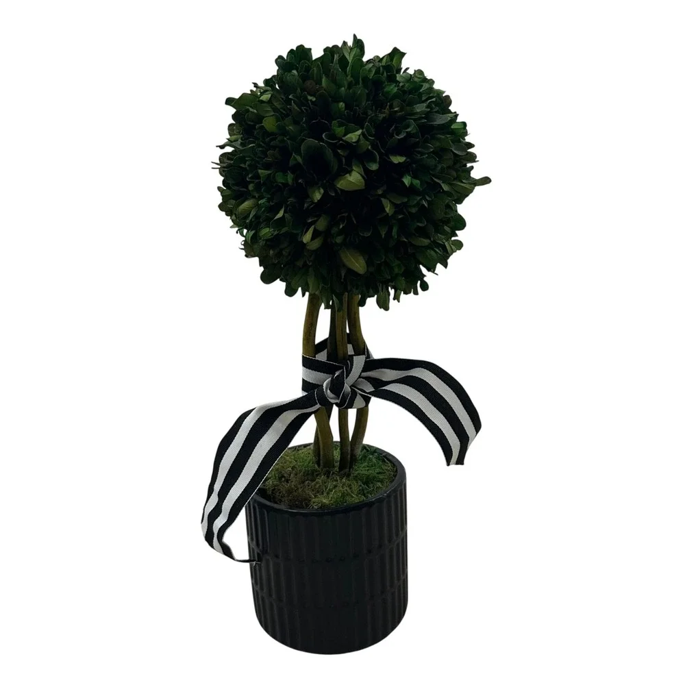 Preserved Boxwood Topiary 15in Ball in Black Ribbed Ceramic Pot Striped Ribbon